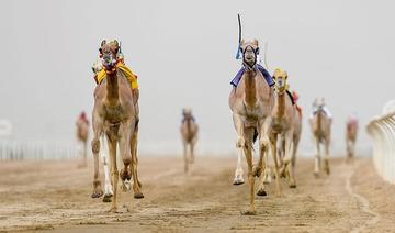 Le Festival des chameaux du prince héritier débutera le 1er août