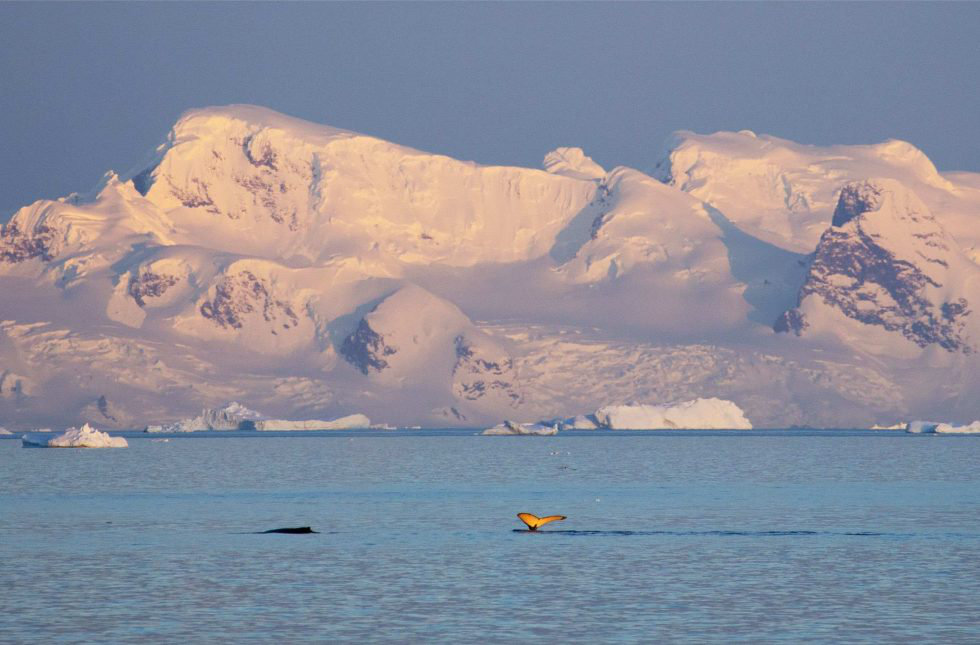 Des baleines à bosse font gracieusement surface dans le détroit de Gerlache au coucher du soleil. (Photo /Maya Beano)