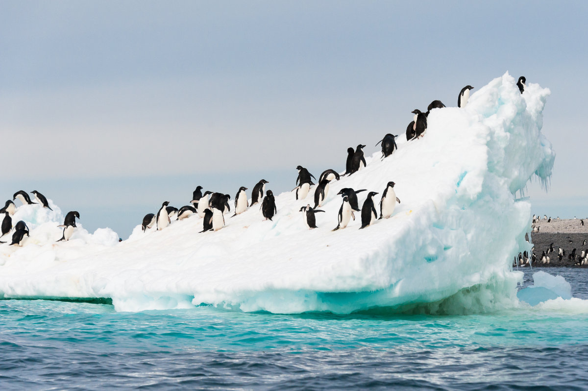 Colonie de manchots Adélie sur l'iceberg Antarctique. (Photo, Shutterstock)