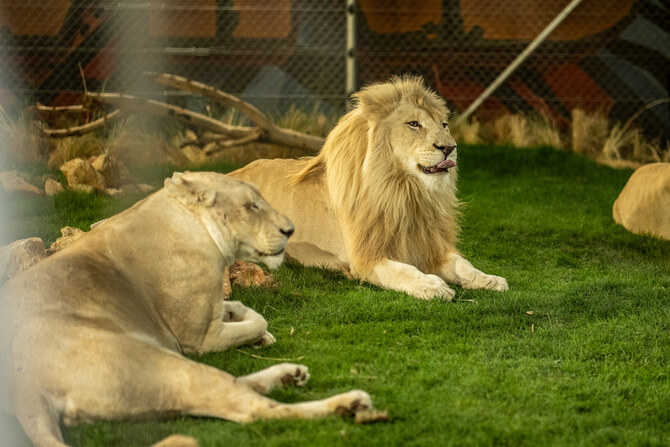 Des lions, des girafes et des perroquets sont exposés dans la nouvelle zone de Boulevard World. (Photo AN/Huda Bashatah)