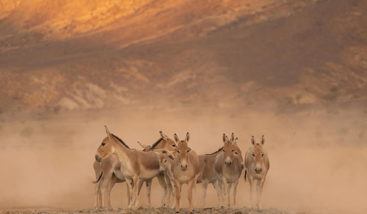 La réintroduction de l'onagre s'inscrit dans le cadre du plan de gestion intégrée de la réserve, qui soutient l'Initiative verte saoudienne et la Vision 2030. (SPA)