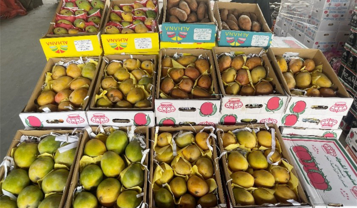 Les agriculteurs saoudiens conservent les dattes à l’aide d’une technique appelée « gainage », qui consiste à couvrir les fruits pour les protéger des ravageurs, des conditions météorologiques et d’autres formes de contamination. (Photo AN)