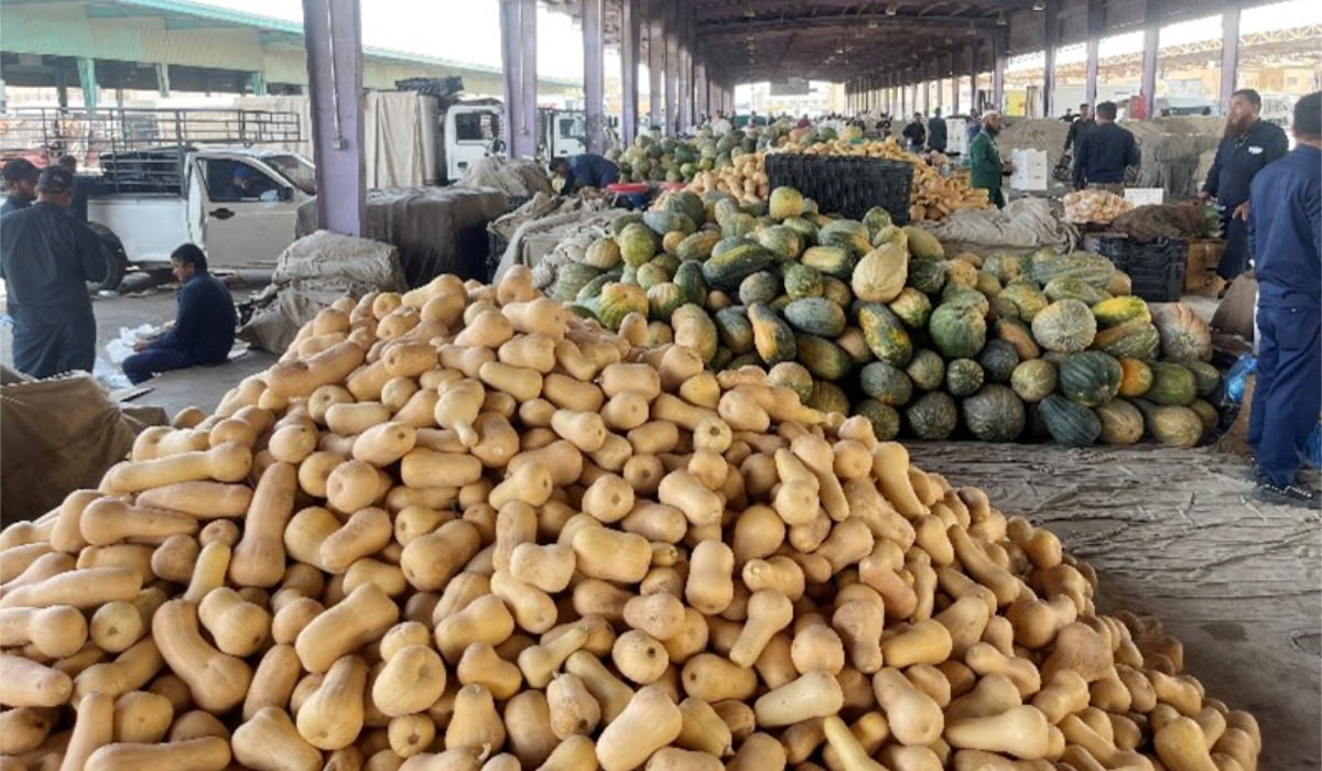 Les agriculteurs saoudiens conservent les dattes à l’aide d’une technique appelée « gainage », qui consiste à couvrir les fruits pour les protéger des ravageurs, des conditions météorologiques et d’autres formes de contamination. (Photo AN)