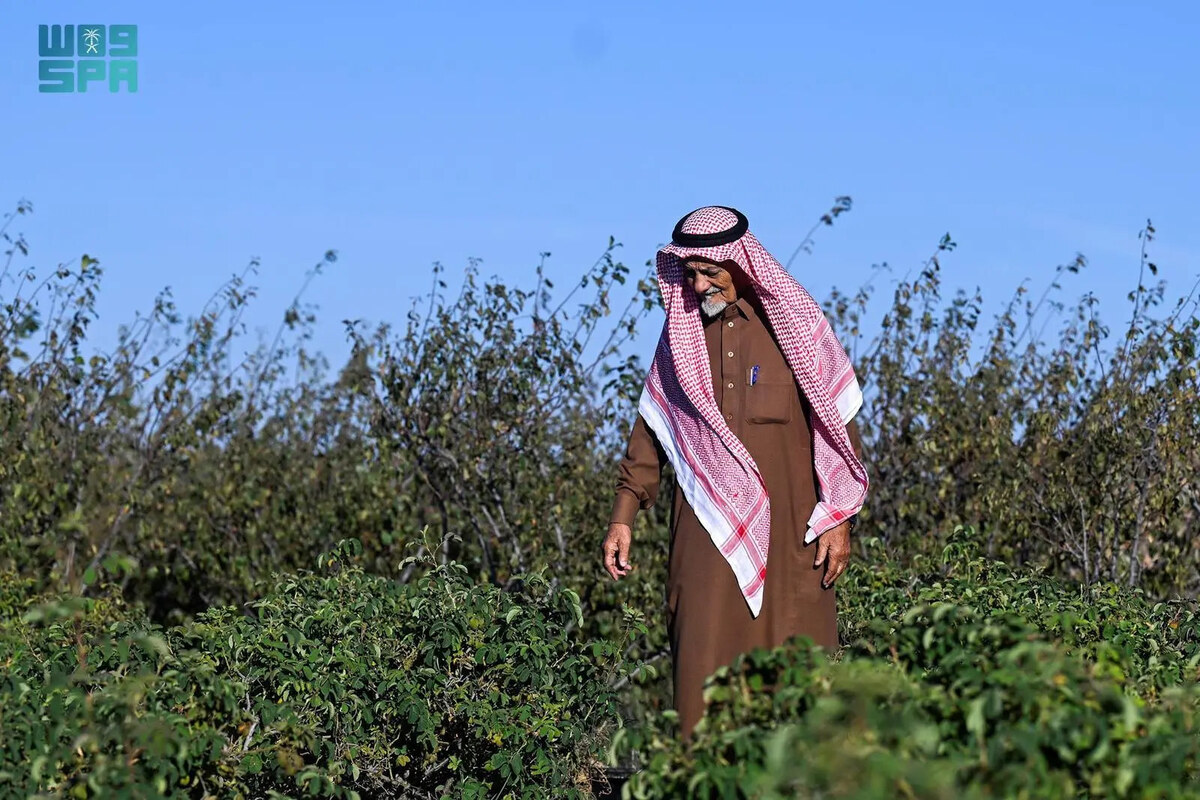 Abdullah Saed Al-Talhi, un agriculteur saoudien de 80 ans, cultive depuis son plus jeune âge des champs en terrasses à Taif, dans les montagnes d'Al-Shafa (SPA).