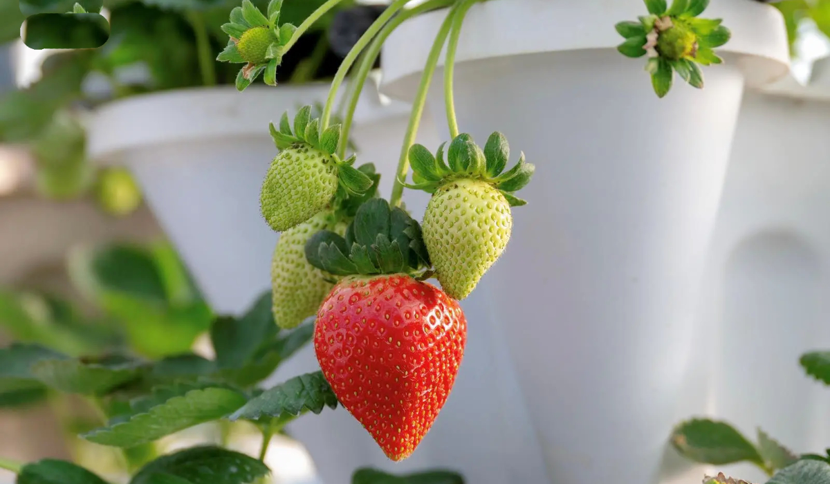 La méthode d'exploitation moderne privilégie l'agriculture biologique, en veillant à ce que tous les engrais et pesticides soient sans danger. (SPA)