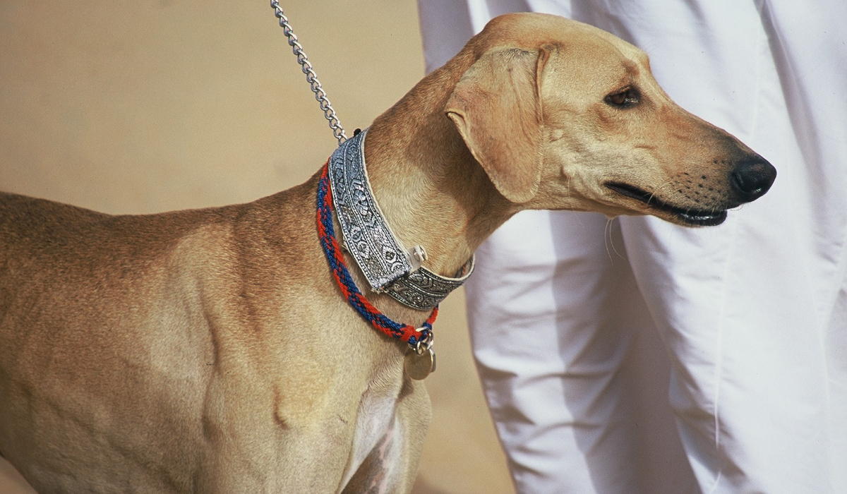 Unlike some breeds that rely primarily on sense of smell for hunting, salukis are sighthounds, meaning they visually identify prey. (Supplied/IAASC)