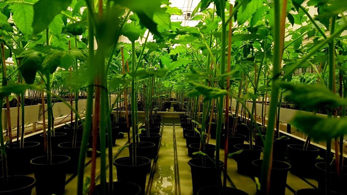Le Centre national de recherche et de développement pour l'agriculture durable, ou Estidamah, a produit des tomates à haut rendement dans ses serres. (Photo Estidamah)