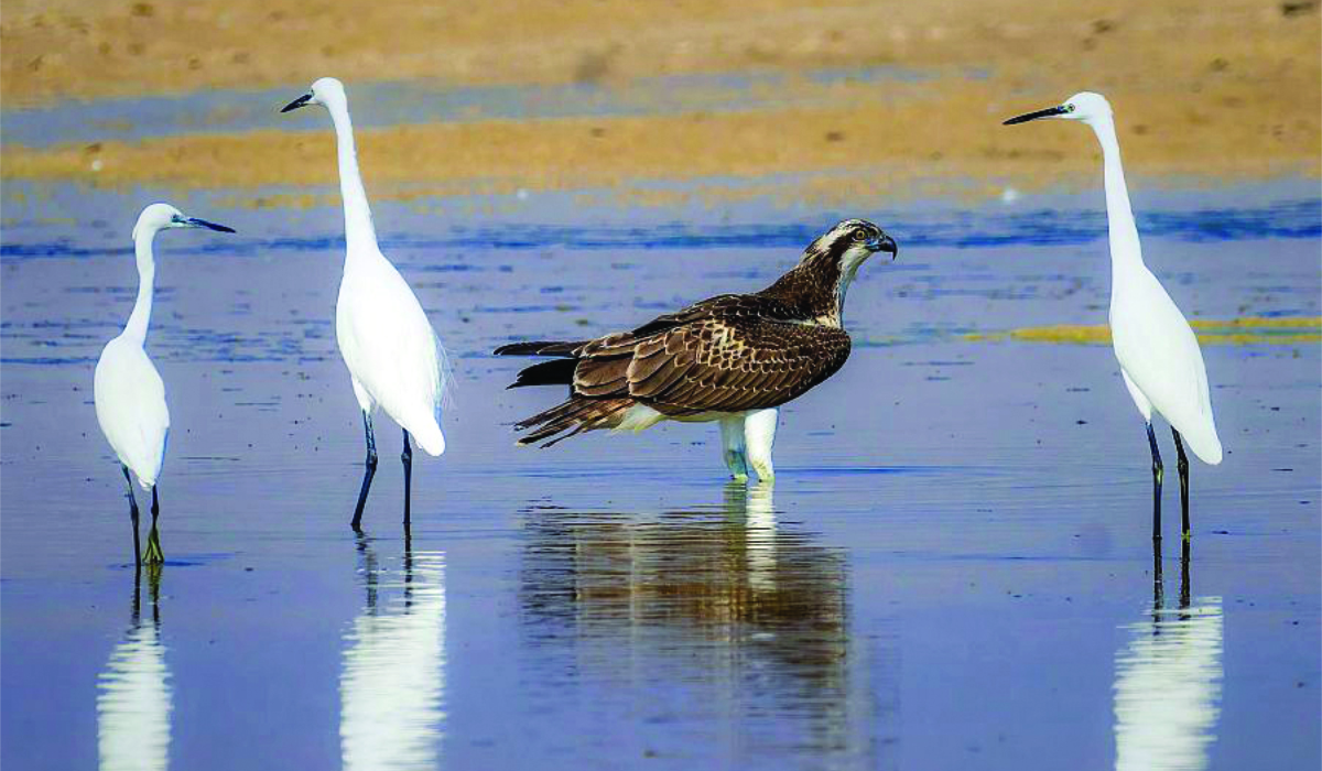 flamants roses