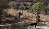 En Cisjordanie, la récolte des olives perturbée par un pic de violences des colons