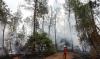 Incendies: Engie va consacrer 25 millions d'euros à la reconstruction des forêts