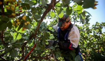 Les pistachiers d'Alep reprennent des couleurs