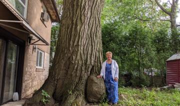 Toronto se mobilise pour sauver un chêne plus vieux que le Canada