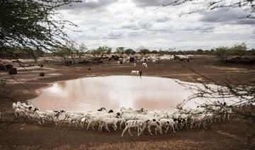 Koweït: Feu vert à l'exportation de bétail en provenance d'Afrique du Sud