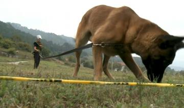 Des chiens démineurs de Bosnie sur les fronts du monde entier