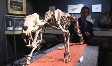 Un fossile de tigre à dents de sabre vendu pour près de 70 000 euros à Genève 