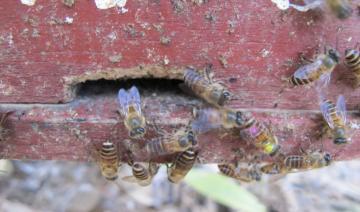 Des abeilles utilisent des excréments pour se défendre contre des frelons