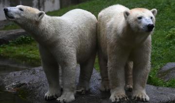 Naissance d'un ourson polaire au zoo de Mulhouse