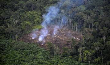 Déforestation: 43 millions d'hectares perdus sur les principaux "fronts", selon le WWF