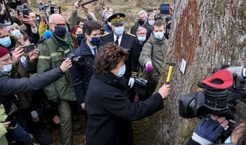 Notre-Dame: de la forêt à la charpente, la longue marche des chênes