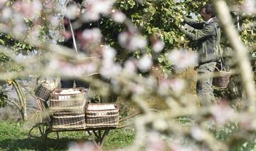 Un laboratoire landais «à ciel ouvert» pour le camélia, emblème de Coco Chanel 