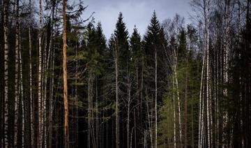 Les arbres victimes du bruit, même quand le silence revient 