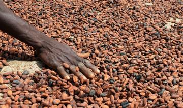 Le prix du cacao baisse encore, les petits agriculteurs payent les frais