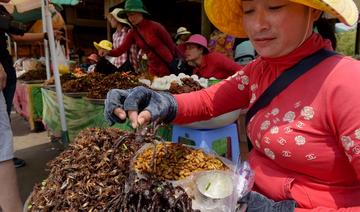 Des insectes dans l'assiette: feu vert de l'UE pour consommer des «vers de farine»