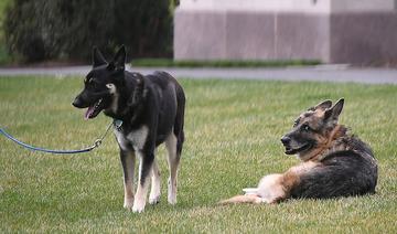 Après des mésaventures canines, Biden va prendre un chat à la Maison Blanche