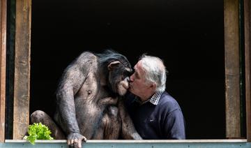 Les chimpanzés ont des «poignées de mains» propres à leur groupe social