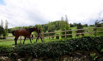 Découverte de trois foyers de contamination de la grippe équine