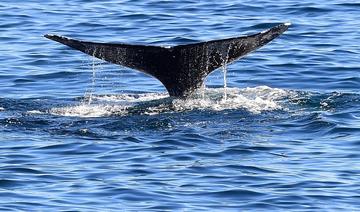 Une baleine grise égarée observée pour la première fois en Méditerranée française