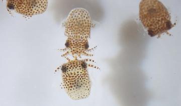 Cette image publiée par la NASA, montre des jeunes spécimens d'une espèce de calamars (Euprymna scolopes) (Photo, Jamie S. Foster/ AFP)