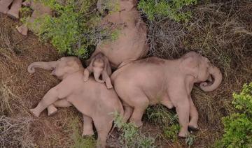 Chine: les éléphants s'offrent une sieste en pleine équipée