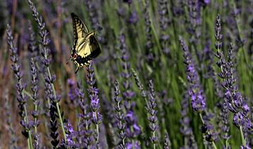 A Chypre, les plantes aromatiques pour attirer de nouveaux touristes