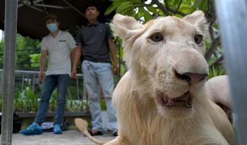 Cambodge: un lion utilisé comme animal de compagnie rendu à son propriétaire 