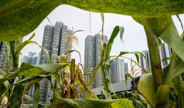 Hong Kong: l'agriculture dans les nuages pour reconnecter avec sa nourriture