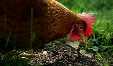 Contre la grippe aviaire, un «nouveau mode d'emploi» pour les éleveurs de volailles             