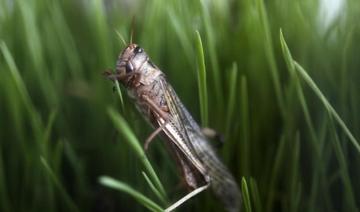 Découverte du plus ancien fossile d'insecte communiquant avec ses ailes