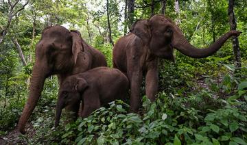 En Chine, cohabitation douce-amère entre éléphants et villageois