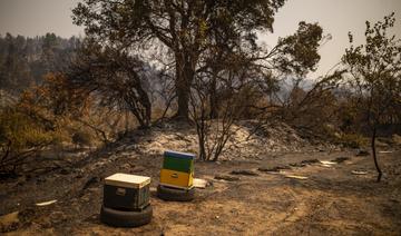 «Du paradis à l'enfer», les apiculteurs d'Eubée ont tout perdu dans le feu