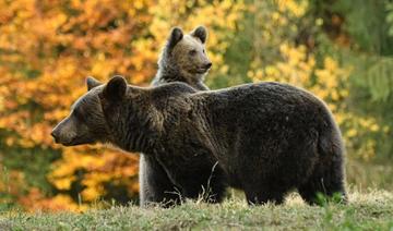 Permis de tuer? En Roumanie, les ours bientôt fichés