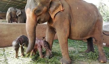 Sri Lanka: rare naissance d'éléphanteaux jumeaux en captivité