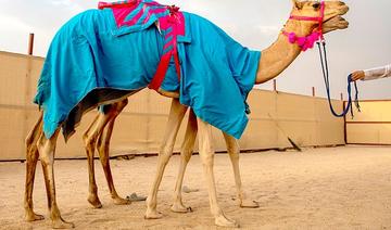 Une propriétaire saoudienne de chameaux innove au festival de Taif