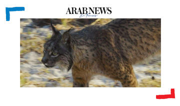 Animaux. Le lynx pourrait disparaître à cause de la consanguinité