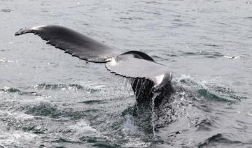 Stressées par les touristes, les baleines? En Islande, des scientifiques sondent leur souffle 