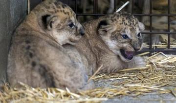 Cette photographie prise le 9 septembre 2021 montre deux lionceaux, nés le 22 août, au zoo d'Amnéville (nord-est) (Photo, AFP) 