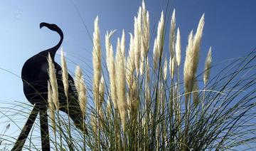 Les plantes invasives, nouveau casse-tête environnemental 