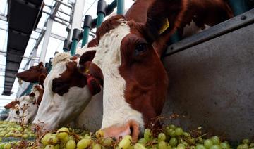 Deux cas atypiques de «vache folle» détectés au Brésil