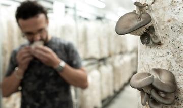 Les producteurs de champignons de Paris luttent pour leurs traditions