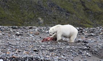 Une scène de chasse atypique interroge sur le menu des ours polaires